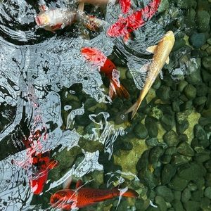 Meet your Posher, Eve